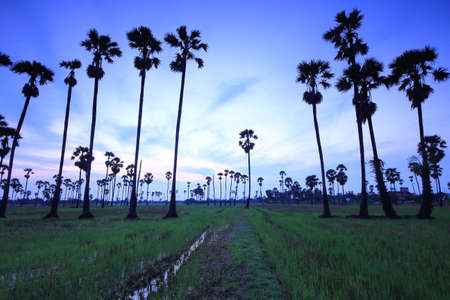 Palm tree garden in the rice field in the morningの写真素材