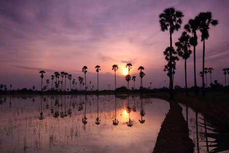 Palm tree garden in the rice field in the morningの写真素材