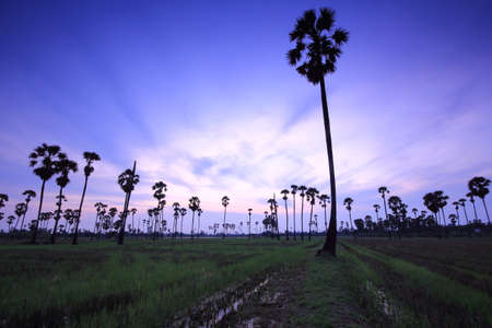 Palm tree garden in the rice field in the morningの写真素材