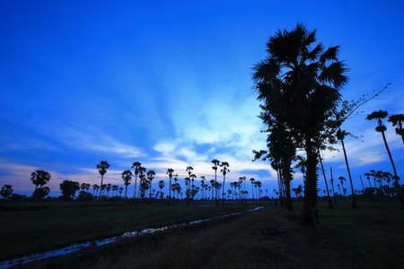 Palm tree garden in the rice field in the morningの写真素材