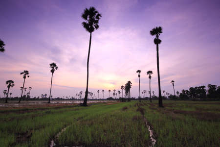 Palm tree garden in the rice field in the morningの写真素材
