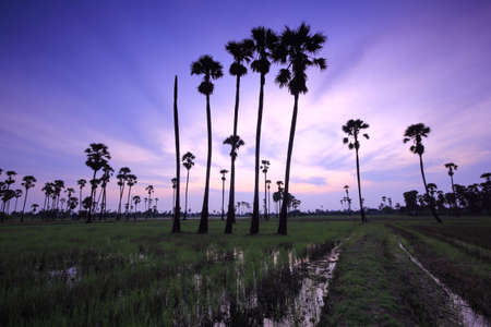 Palm tree garden in the rice field in the morningの写真素材
