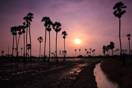 Palm tree garden in the rice field in the morning