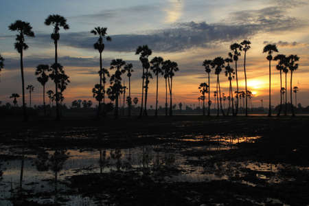 Palm tree garden in the rice field in the morningの写真素材