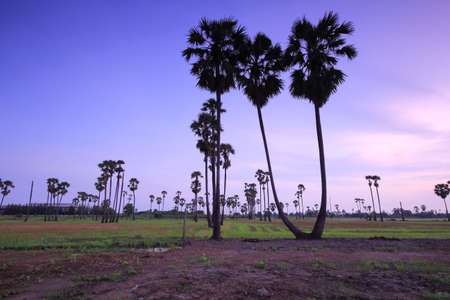 Palm tree garden in the rice field in the morningの写真素材