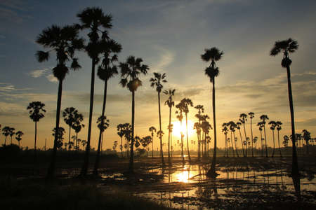 Palm tree garden in the rice field in the morningの写真素材