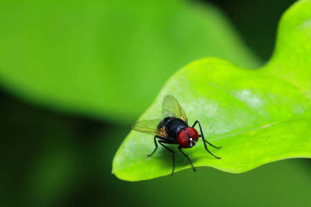 Insects on leaves in the parkの写真素材