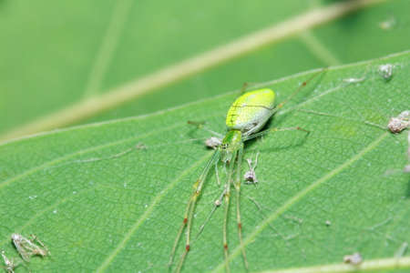 Spider on a leaf in the parkの写真素材