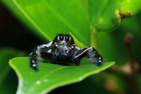 Spider on a leaf in the parkの写真素材