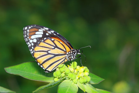 butterfly in the parkの写真素材