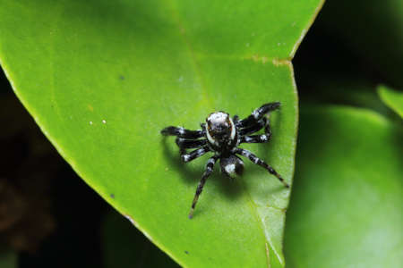 Spider on a leaf in the park