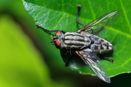 Flies on the trees in the garden