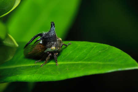 insects on trees in the gardenの写真素材