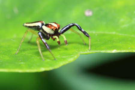Spider on a leaf in the parkの写真素材