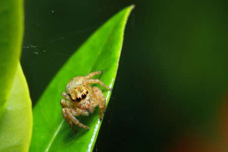 Spider on a leaf in the park