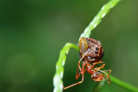 Spider on a leaf in the parkの写真素材