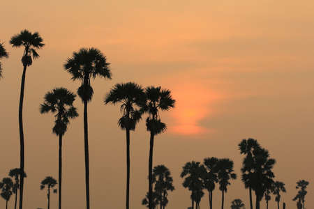 palm tree garden in the morningの写真素材