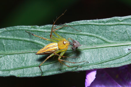 Spider on a leaf in the parkの写真素材