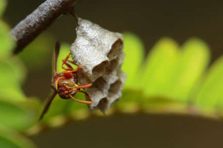 wasp on tree