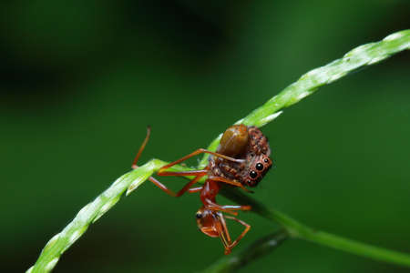spider in the parkの写真素材