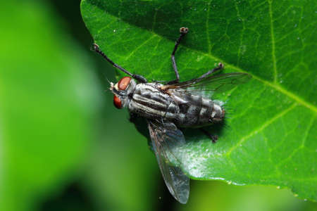 flies in the park