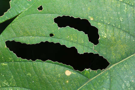 leaf with holesの写真素材