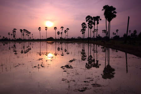 palm tree garden in the morningの写真素材