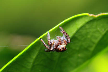 spider in the parkの写真素材
