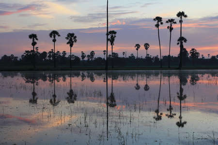 Garden of palm trees in the fields in the morningの写真素材
