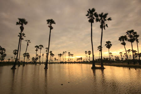 Garden of palm trees in the fields in the morningの写真素材