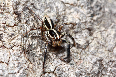 spider in the parkの写真素材