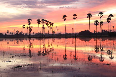 Garden of palm trees in the fields in the morningの写真素材