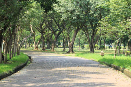 tree in the gardenの写真素材