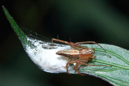 spider in the parkの写真素材