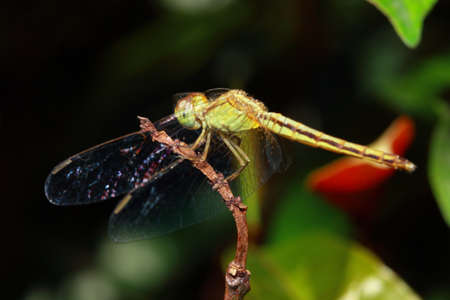 spider in the parkの写真素材