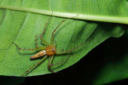 spider in the parkの写真素材