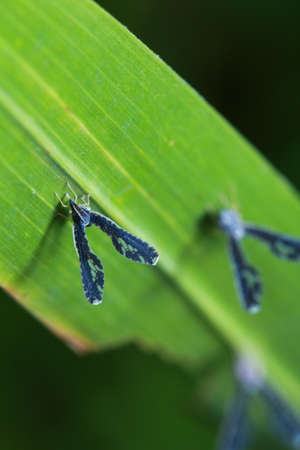 spider in the parkの写真素材