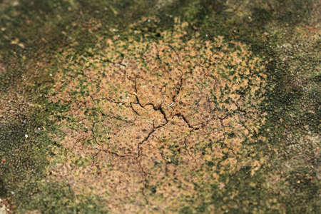 dry land in the fieldの写真素材