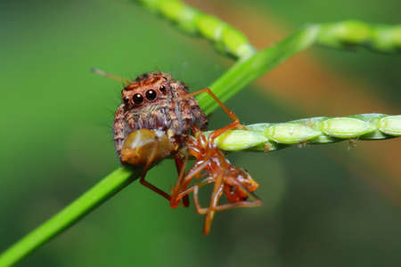 spider in the parkの写真素材
