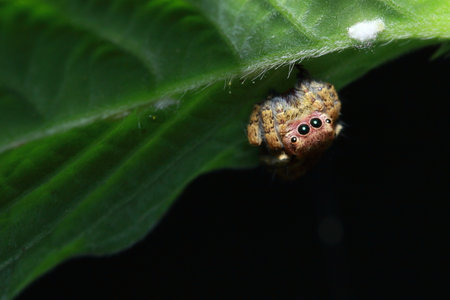spider in the parkの写真素材