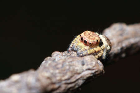 spider in the parkの写真素材