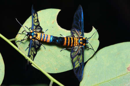 insects in the parkの写真素材