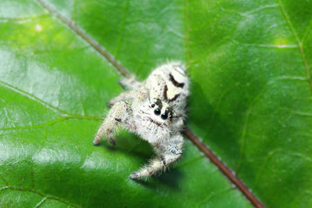 spider in the park