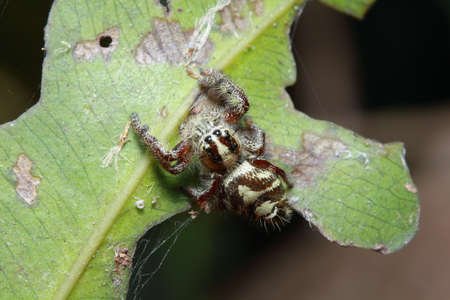 spider in the parkの写真素材