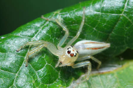 spider in the parkの写真素材