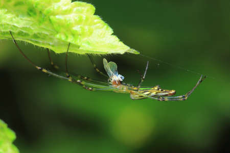Spiders in the park, Thailand