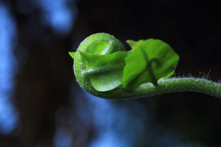 Small leaf tops in a pot