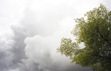 tree and cloudsの写真素材