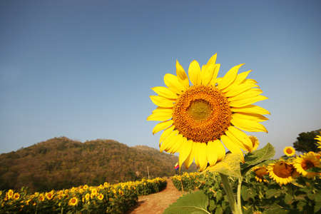 sunflower near the mountainの写真素材