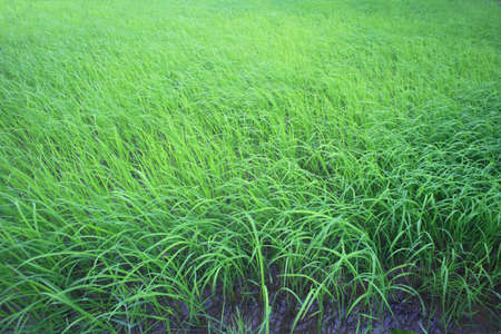 rice, the staple food of asiaの写真素材